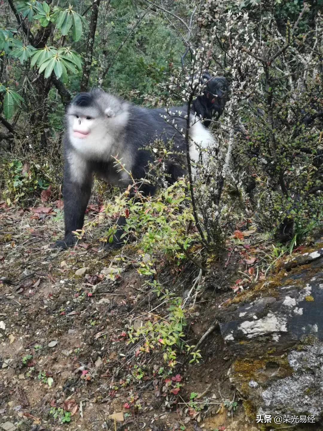 维西傈僳族自治县住房和城乡建设局最新项目概览