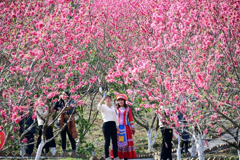 桃花族论坛最新网址，探索与分享的精神家园