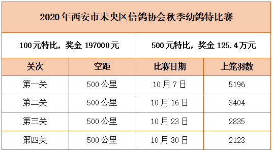 未央鸽会引领未来，探索新风潮，成为鸽坛新星