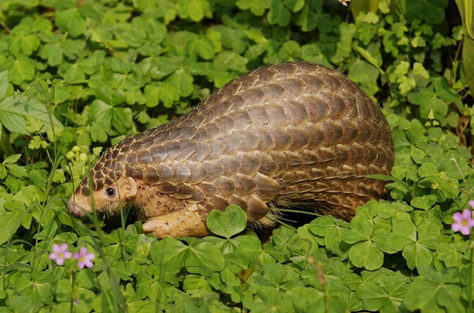 最新药典引领医药领域革新篇章